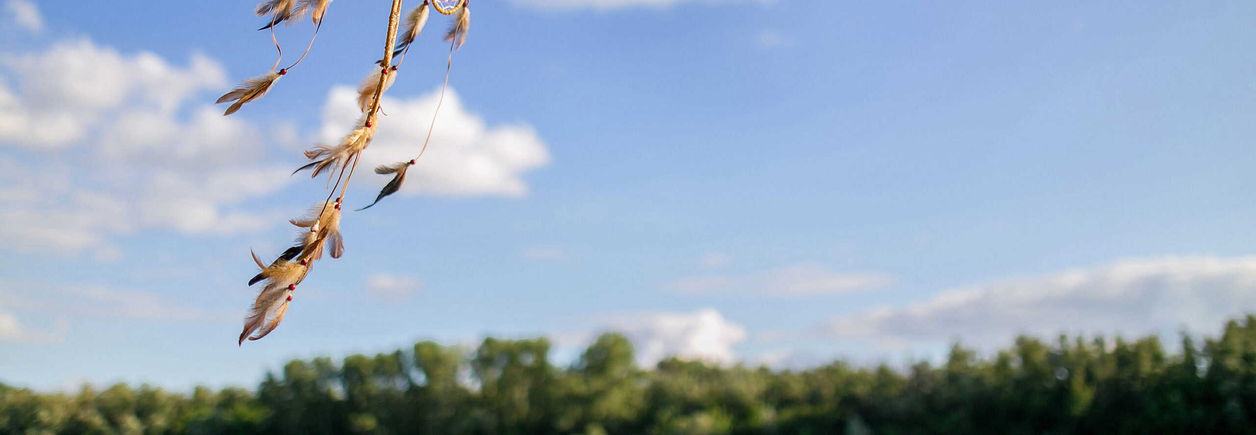 the Dreamcatcher hangs on a tree